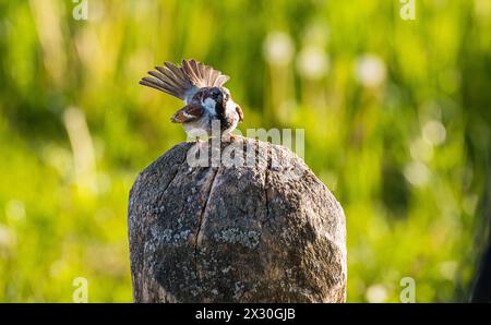 Ein Spatz sitzt auf einem Stein. (Oberglatt, Schweiz, 14.05.2022) Foto Stock