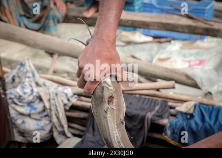 Pesce gatto nelle mani del pescatore dopo la pesca. Questa foto è stata scattata dal Parco Nazionale di Sundarbans, Bangladesh. Foto Stock