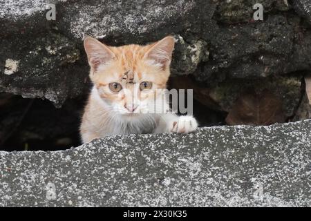 Un piccolo gatto bianco arancio che sbircia dietro la canalina e guarda la fotocamera Foto Stock