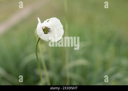 Pipacs makro háttér közeli Virág fotó Foto Stock