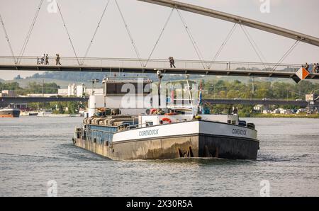 DAS Frachtschiff Corendijck auf dem Rhein in Fahrtrichtung Schweizer Rheinhäfen. (Basilea, Svizzera, 09.05.2022) Foto Stock