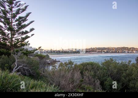 Vista di Bondi Beach da Marks Park, Tamarama, Sydney, NSW, Australia Foto Stock