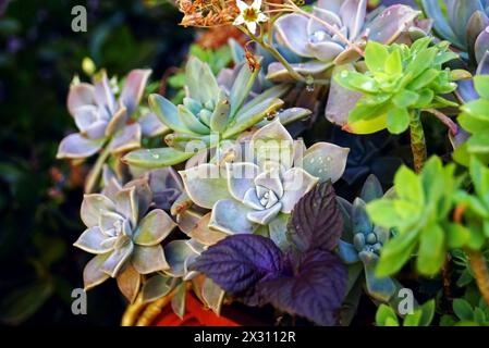 Succulente di specie diverse (Graptosedum, Sedum palmeri, Graptopetalum) che crescono in un unico vaso, fotografate da vicino dopo la pioggia Foto Stock