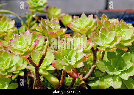 Ricoperto di gocce d'acqua che brillano alla luce del sole, il succulento Sedum palmeri della famiglia delle Crassulaceae Foto Stock