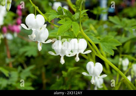 Cuore di spurgo Foto Stock