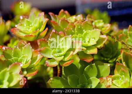 Rosette di foglie della pianta Sedum della famiglia delle Crassulaceae, ricoperte di goccioline d'acqua Foto Stock