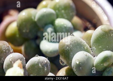 Pachyphytum oviferum succulento ricoperto di goccioline d'acqua Foto Stock