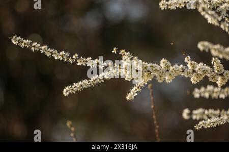 Die Eberesche zeigt ihre weisse Blütenpracht. (Winkel ZH, Schweiz, 28.03.2022) Foto Stock