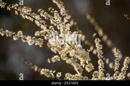 Die Eberesche zeigt ihre weisse Blütenpracht. (Winkel ZH, Schweiz, 28.03.2022) Foto Stock