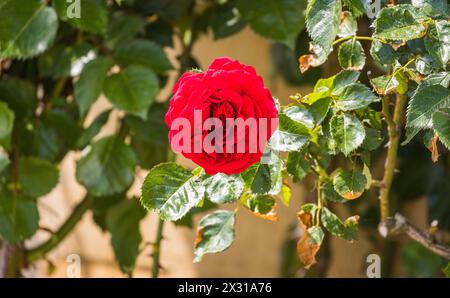 A Buchberg im Kanton Schaffhausen blühen rote Rosen. (Buchberg, Schweiz, 21.05.2022) Foto Stock