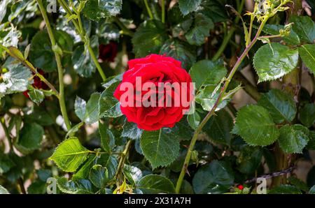 A Buchberg im Kanton Schaffhausen blühen rote Rosen. (Buchberg, Schweiz, 21.05.2022) Foto Stock