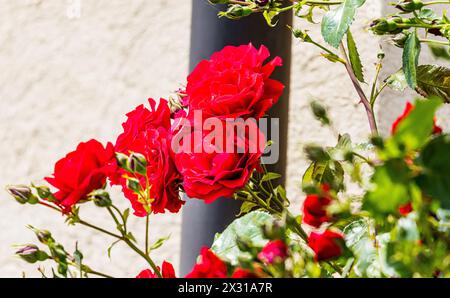 A Buchberg im Kanton Schaffhausen blühen rote Rosen. (Buchberg, Schweiz, 21.05.2022) Foto Stock