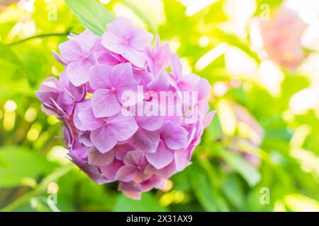 Fiore di Ortensia rosa Ortensia macrofilla fiorisce in primavera e in estate nel giardino Foto Stock