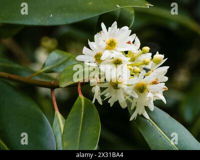 Fiori bianchi primaverili in gruppi di alberi sempreverdi semiduri, Drimys winteri, corteccia invernale Foto Stock