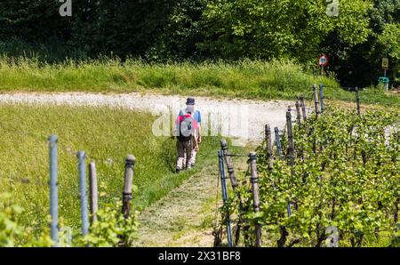 Zwei Männer laufen, im schaffhausischen Rüdlingen, auf einem Wanderweg an einem Rebberg vorbei. (Rüdlingen, Svizzera, 21.05.2022) Foto Stock