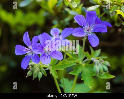 Il nettare scuro guida i fiori blu con gli occhi bianchi della pala perenne in legno, Geranium sylvaticum Foto Stock