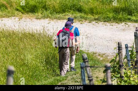Zwei Männer laufen, im schaffhausischen Rüdlingen, auf einem Wanderweg an einem Rebberg vorbei. (Rüdlingen, Svizzera, 21.05.2022) Foto Stock