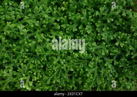 Sfondo foglie verdi. Primo piano di Meadow spikemoss. Selaginella apoda Foto Stock