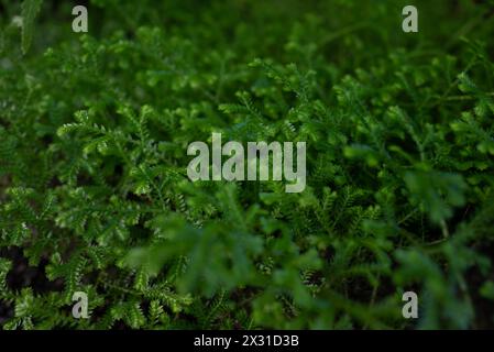 Sfondo foglie verdi. Primo piano di Meadow spikemoss. Lussureggiante fogliame di Selaginella apoda, carta da parati naturale estiva Foto Stock