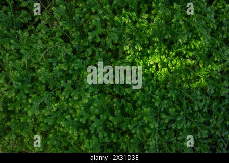Sfondo foglie verdi. Primo piano di Meadow spikemoss. Selaginella apoda Foto Stock