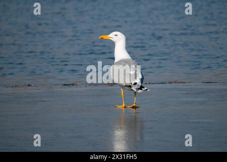 Un gabbiano si erge su un fondo di ghiaccio vicino all'acqua aperta e guarda con la testa girata a sinistra Foto Stock
