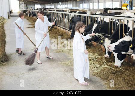 Una famiglia felice di tre persone lavora in una grande fattoria con molte mucche. Concentrati sulla ragazza e sulla mucca destra. Foto Stock