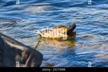 Eine Stockente bei der Körperpflege. (Romanshorn, Svizzera, 02.07.2022) Foto Stock