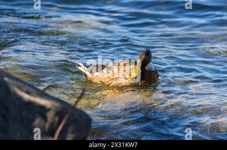 Eine Stockente bei der Körperpflege. (Romanshorn, Svizzera, 02.07.2022) Foto Stock