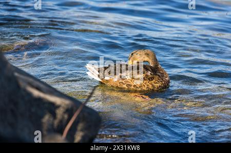 Eine Stockente bei der Körperpflege. (Romanshorn, Svizzera, 02.07.2022) Foto Stock