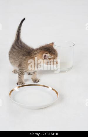 Un gattino grigio vicino al piattino e una tazza di latte in vetro sul pavimento Foto Stock
