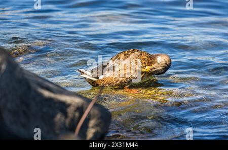 Eine Stockente bei der Körperpflege. (Romanshorn, Svizzera, 02.07.2022) Foto Stock