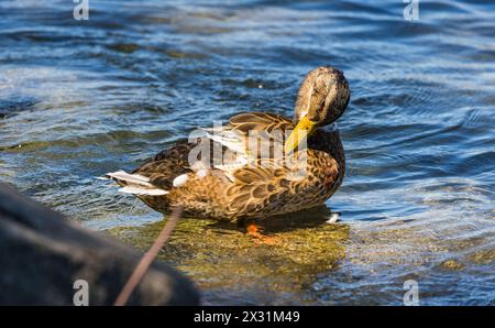 Eine Stockente bei der Körperpflege. (Romanshorn, Svizzera, 02.07.2022) Foto Stock