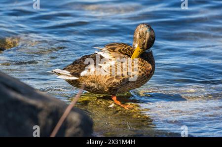 Eine Stockente bei der Körperpflege. (Romanshorn, Svizzera, 02.07.2022) Foto Stock