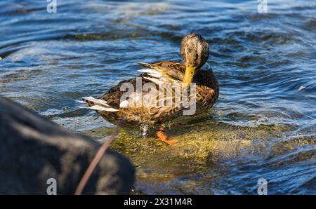 Eine Stockente bei der Körperpflege. (Romanshorn, Svizzera, 02.07.2022) Foto Stock