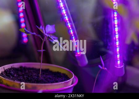 Cannabis da alberello vegetale che cresce in vaso a casa con LED Grow Light cannabis da alberella vegetale canapa o marihuanna che cresce in vaso con LED Grow Light Monaco Foto Stock