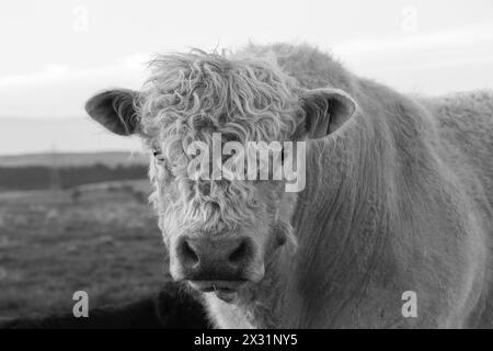 ritratto in bianco e nero di un toro spaventoso di galloway che guarda la fotocamera Foto Stock