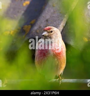 linnet comune nel piumaggio da riproduzione (Linaria cannabina) Foto Stock