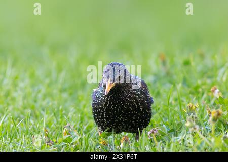 curioso starling che mostra bellissimi colori di piumaggio Foto Stock