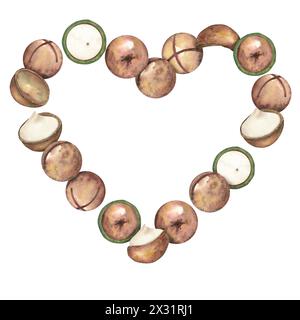 Struttura a forma di cuore realizzata con noci di macadamia mature su sfondo bianco. L'albero della macadamia. Primo piano di noci, cibo sano crudo. Illustrazione acquerello, cli Foto Stock