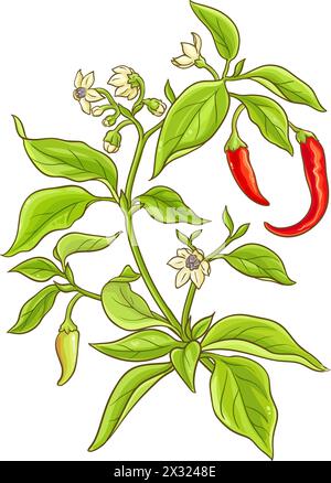 Illustrazione dettagliata colorata della pianta del peperoncino di Cayenne Illustrazione Vettoriale