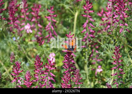 4343 farfalla chiamata piccolo rame (Lycaena phlaeas) su fiori di erba di fumea rosa (Fumaria officinalis), Kaiserstuhl, Breisach Foto Stock