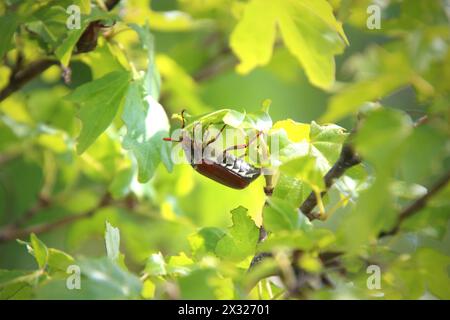 Cockchafer o Maybeetle (Melolontha) tra foglie verdi (Kaiserstuhl, Germania) Foto Stock