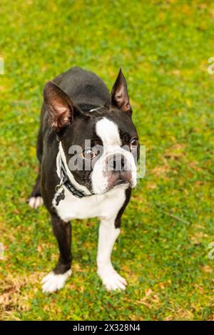 Bellissimo cane boston terrier bianco e nero con uno sguardo molto attento alle indicazioni che gli sono state date Foto Stock