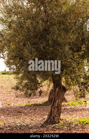 campo di olivi con olive sui rami destinati al consumo e alla produzione di olio d'oliva Foto Stock