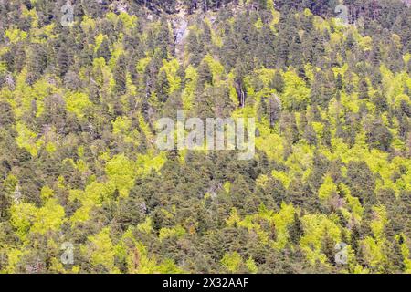 fitta foresta con varie sfumature di verde, che mostra la diversità e la ricchezza della vegetazione Foto Stock