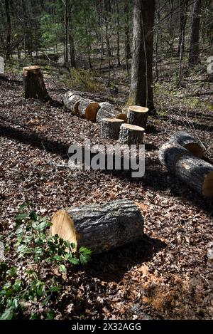 Un albero morto o malato abbattuto al North Carolina Arboretum di Asheville, Carolina del Nord. Foto Stock