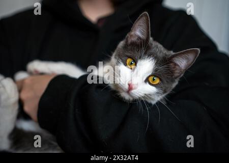 Una donna ha un gattino tra le braccia. Il gattino è grigio e bianco. La donna indossa una felpa con cappuccio nera. Foto Stock