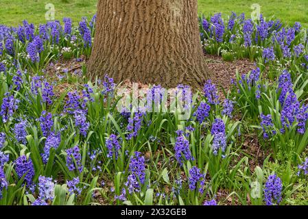 Una massa di giacinti in fiore blu, Hyacinthus orientalis che cresce intorno a un tronco di albero in un giardino Inghilterra Regno Unito Foto Stock