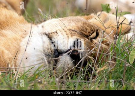 Pisolino gatto? Più simile al gatto gnatsÉ, questa leonessa viene scaldata da centinaia di mosche mentre interrompono il suo snooze pomeridiano. Si stava mantenendo fresca all'ombra nel Masai Mara, Kenya. Il momento è stato ritratto da Remi Vacher che ha detto: "C'erano centinaia di mosche che ronzavano intorno. È comune che i leoni attraggano mosche, a causa dell'umidità e dell'odore che emanano, entrambi irresistibili agli insetti." La leonessa è stata vista riposare accanto ad altre femmine, che probabilmente hanno attratto le mosche. Nell'immagine, la leonessa può essere vista mentre tenta di allontanare le mosche, strisciandole verso di loro e provando Foto Stock