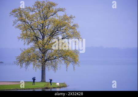 Schwerin, Germania. 24 aprile 2024. Gli escursionisti sono fuori e in giro sotto la pioggia su una piccola penisola sul lago Schwerin. Il clima primaverile nel nord della Germania è variabile con temperature fredde e un po' di pioggia. Crediti: Jens Büttner/dpa/Alamy Live News Foto Stock